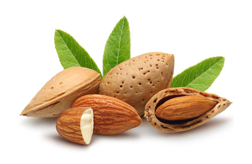 almond tree3